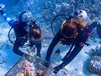diving